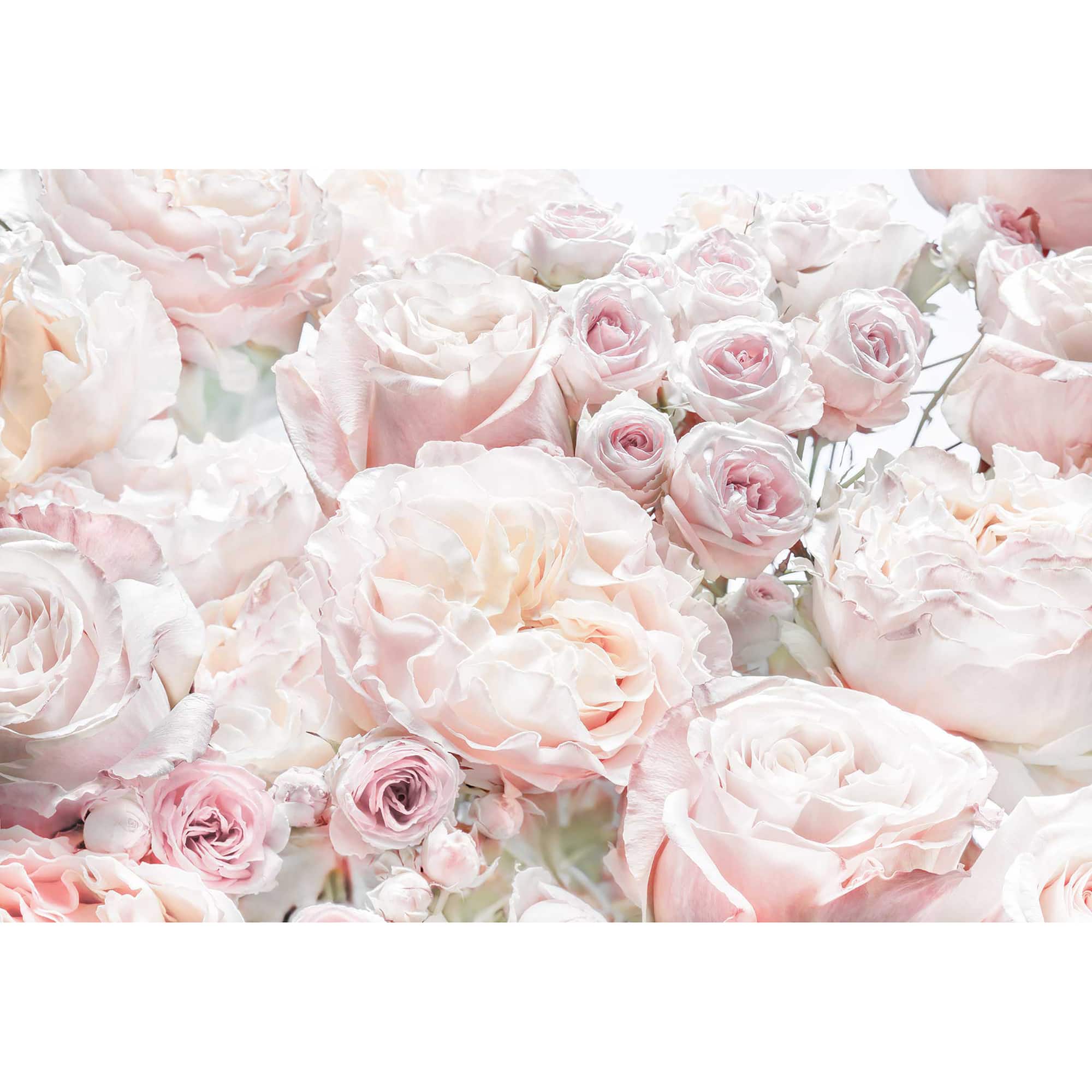 Komar Spring Roses Wall Mural